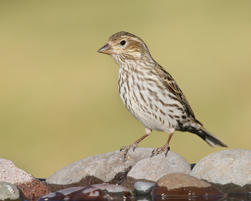 Cassin's Finch (Female) (6503)