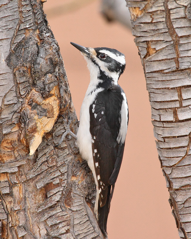 Hairy Woodpecker (Female) (6638)