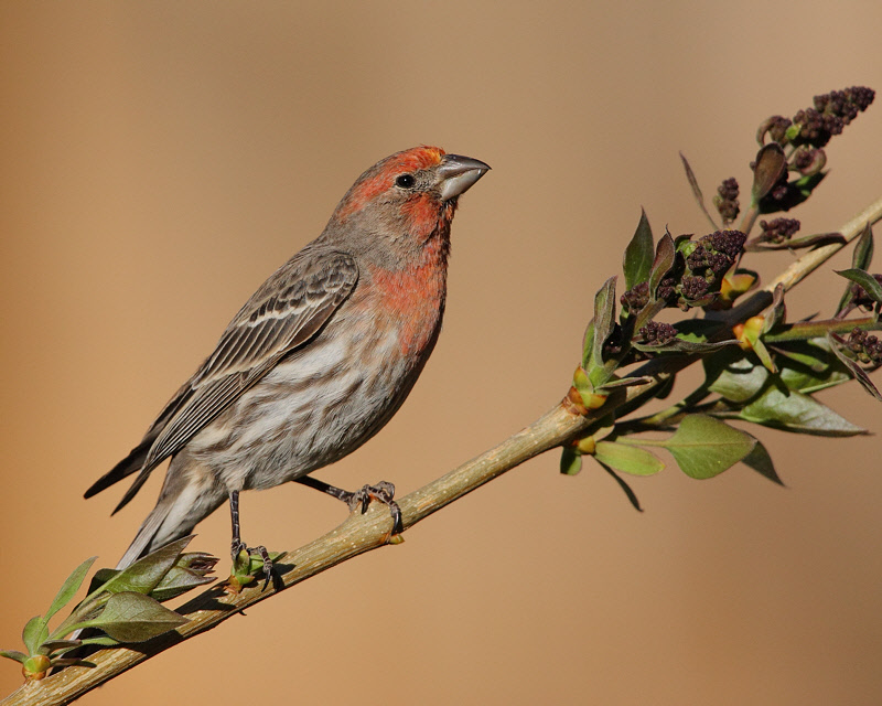 House Finch (Male) (6489)