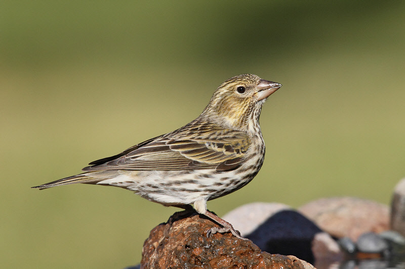 Cassin's Finch (Female) (6771)