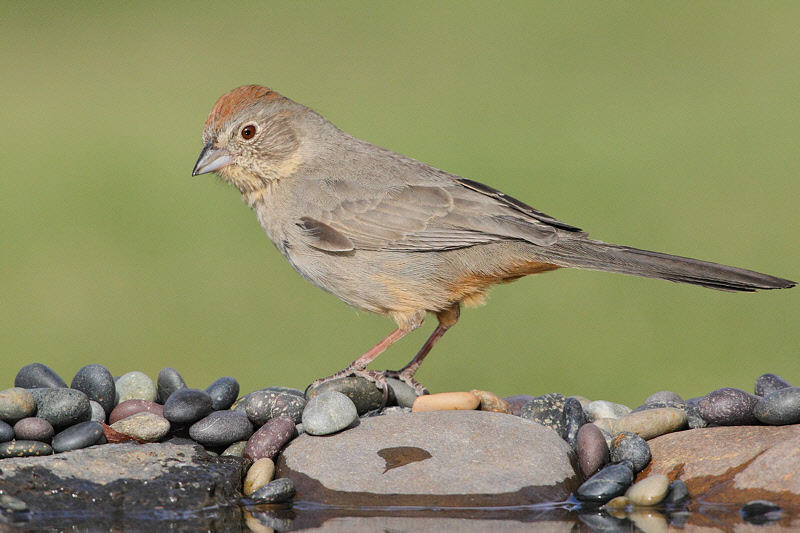 Canyon Towhee (7167)