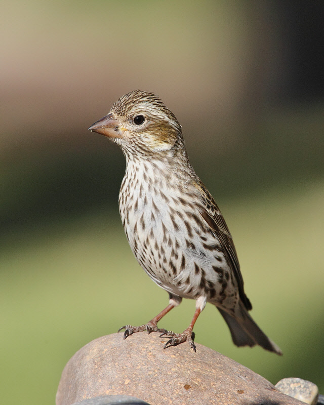 Cassin's Finch (Female) (7052)