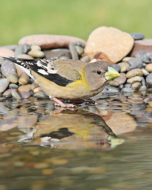 Evening Grosbeak (Female) (7581)