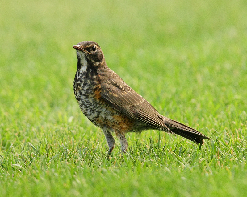 American Robin Juvenile (3718)