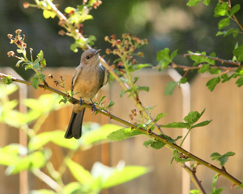 Say's Phoebe (4541)