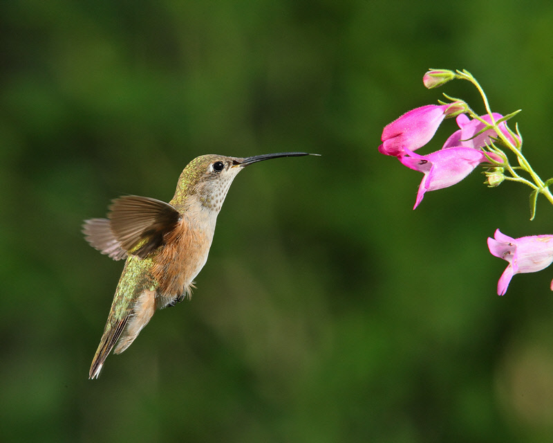 Broad-tailed Hummingbird (Female) (4993)