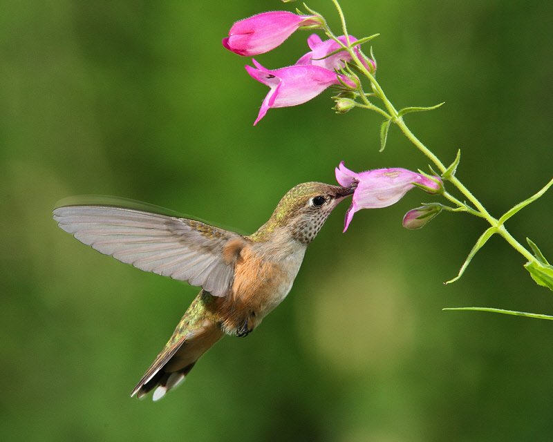 Broad-tailed Hummingbird (Female) (4995)