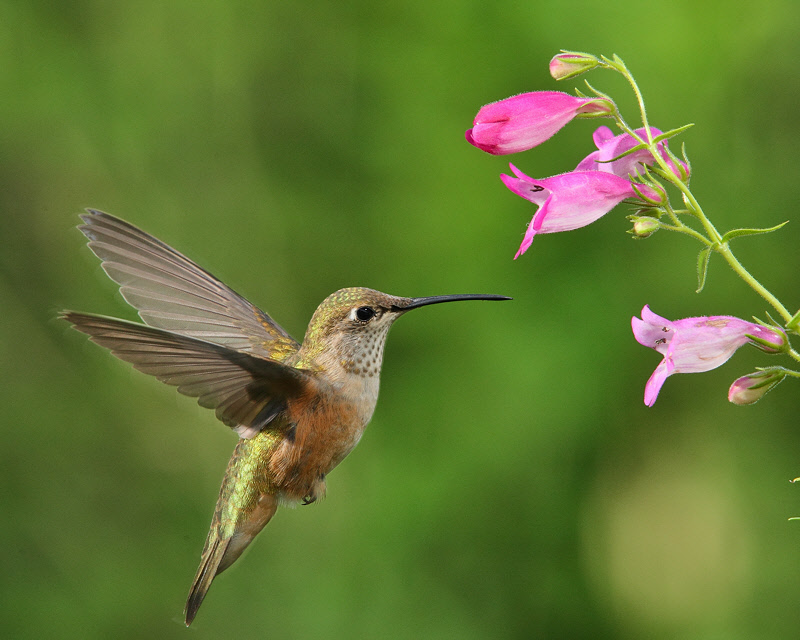 Hummingbirds - July 2011
