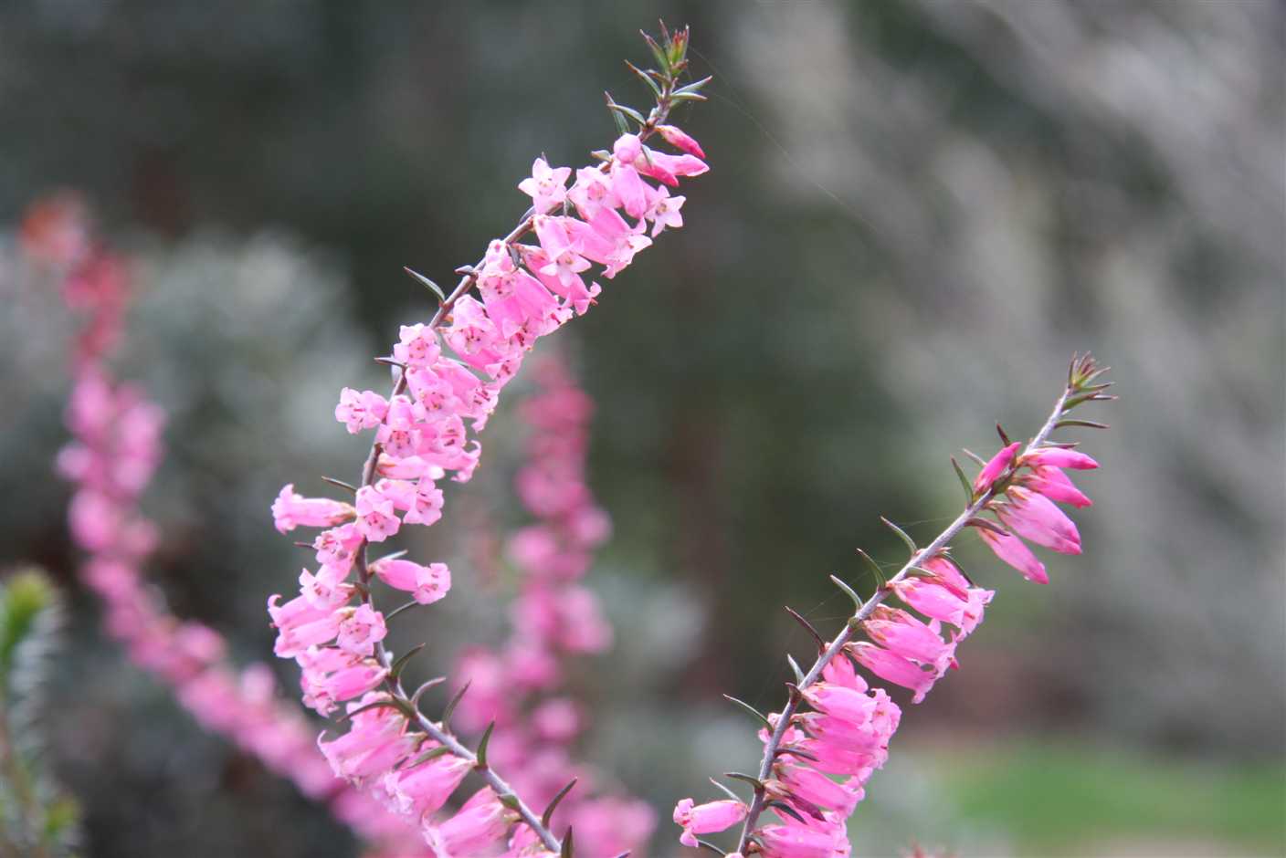 14 october Australian native plant
