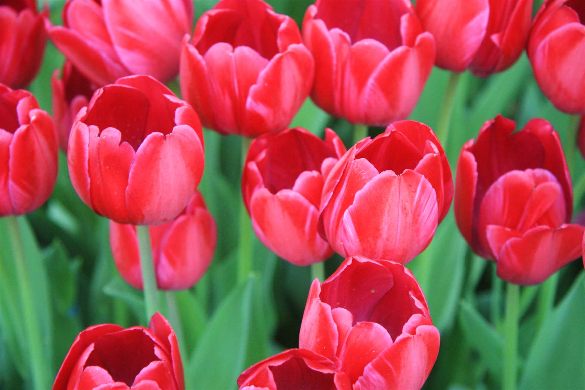 1 May A special  tulip day