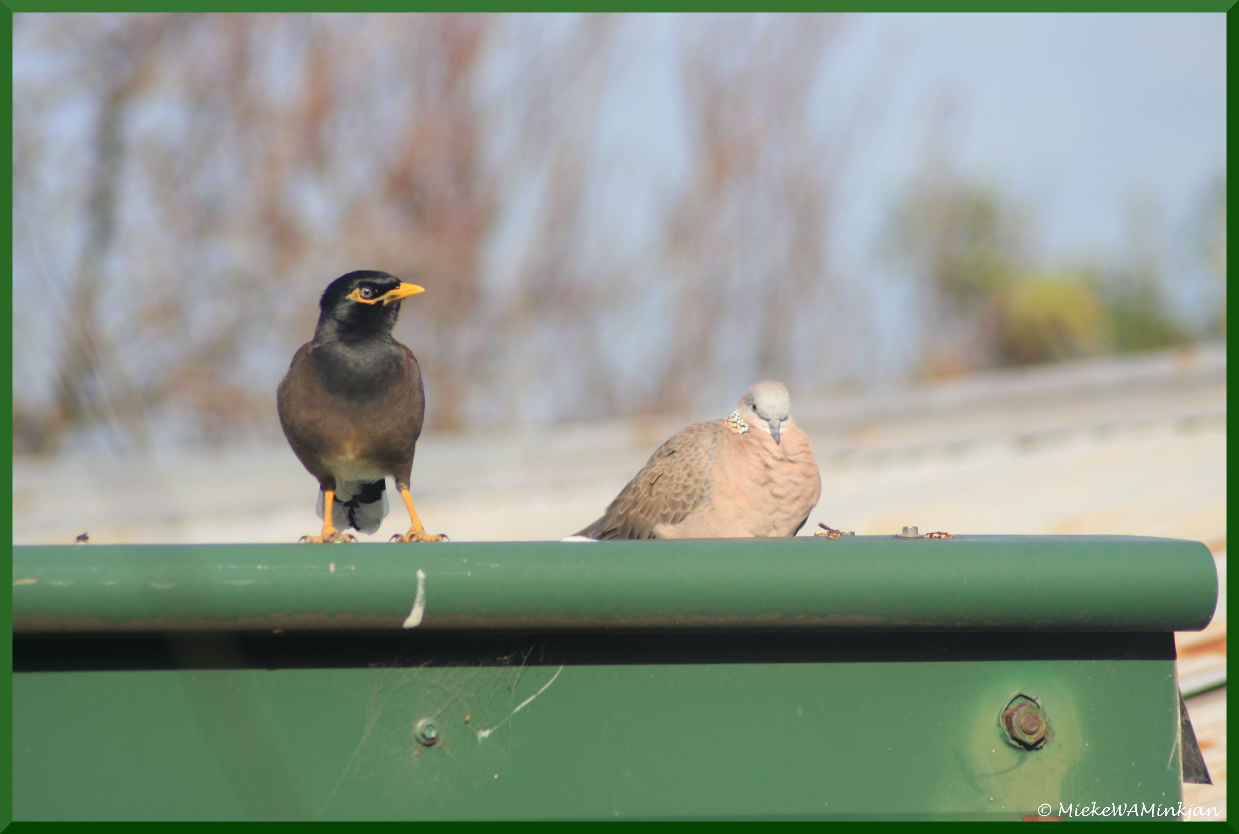 19 Garden birds