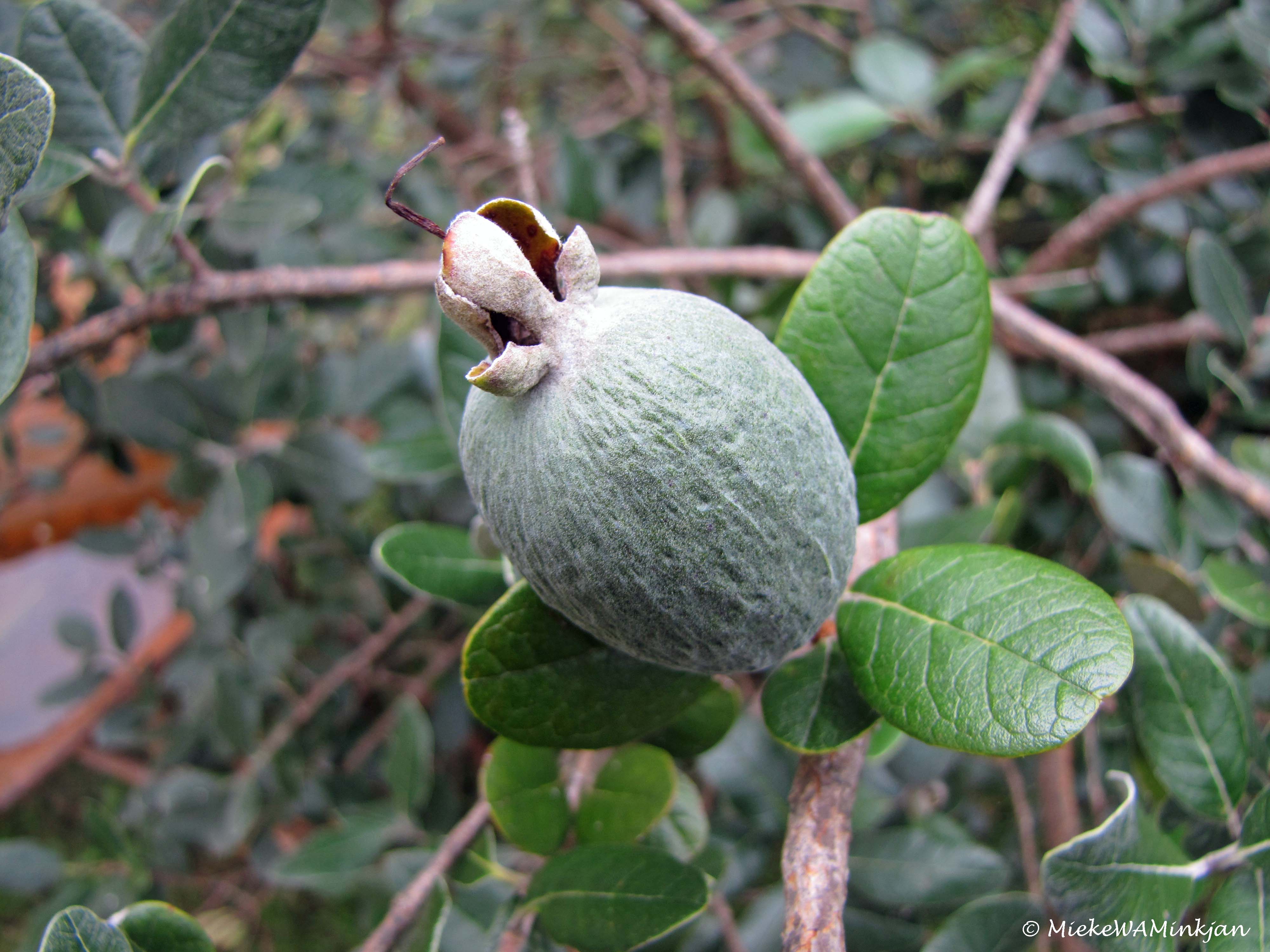 Feijoa Fruit