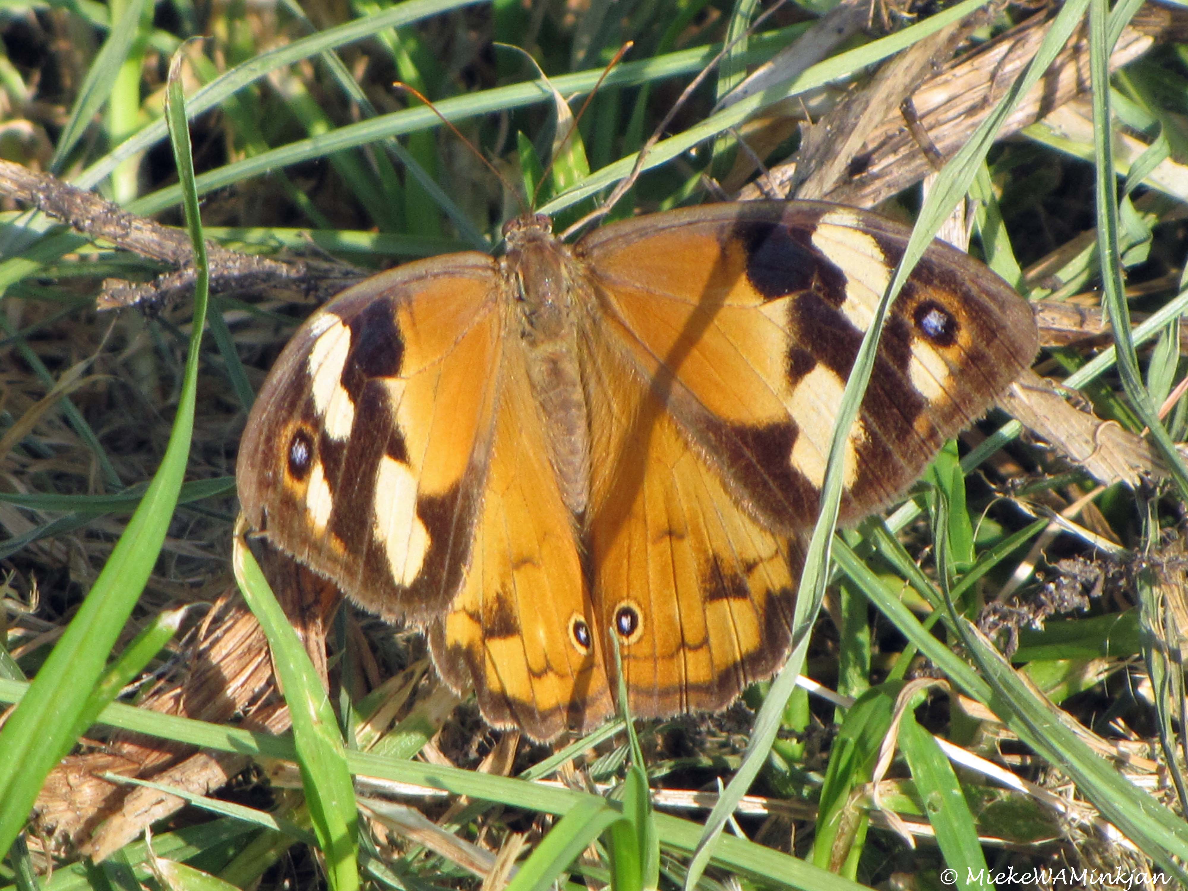 Common Brown Butterfly