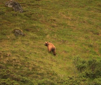 grizzly bear