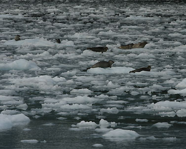 seals