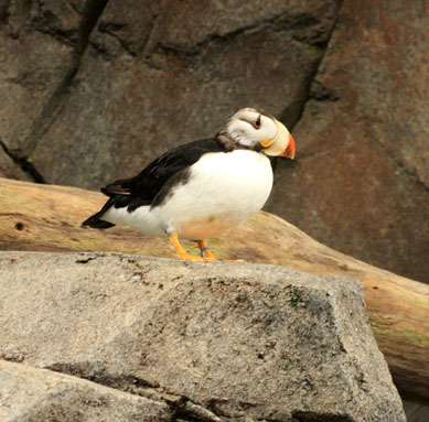 horned puffin