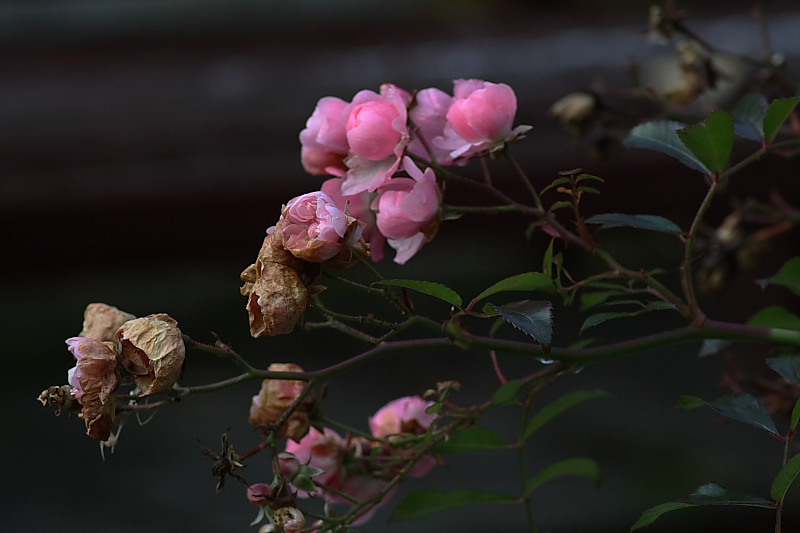 Raindrops on roses