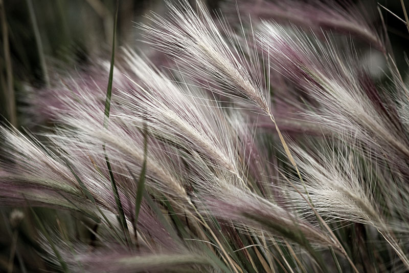 Grass in wind
