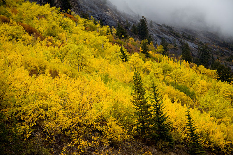 Foliage