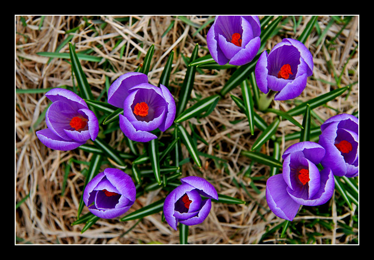 Crocus