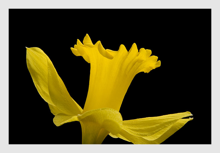 Daffodil