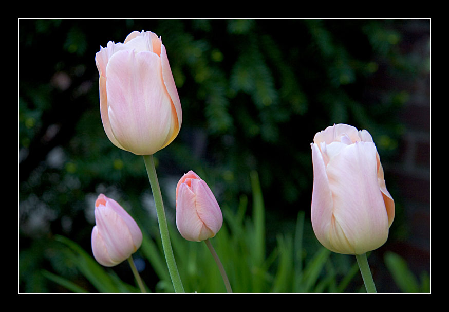 Tulip