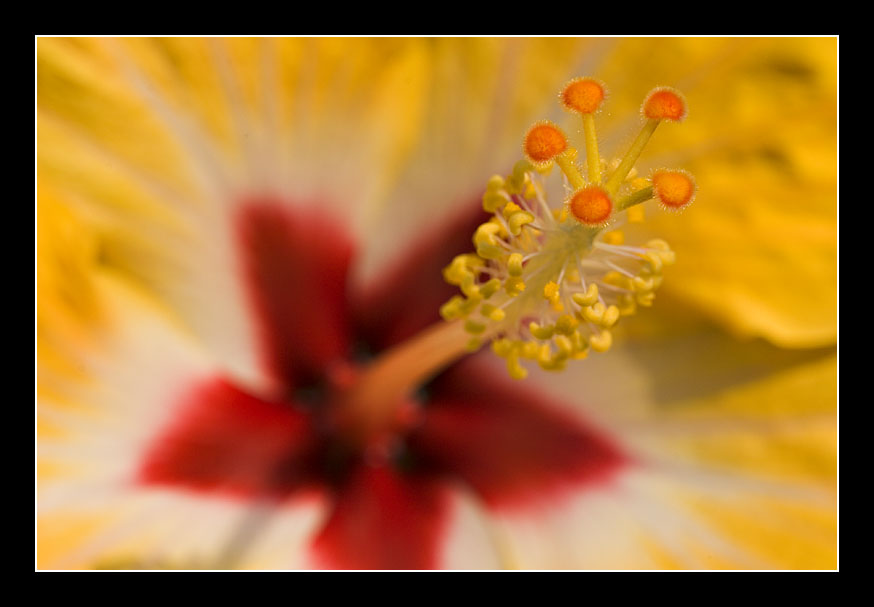 Hibiscus