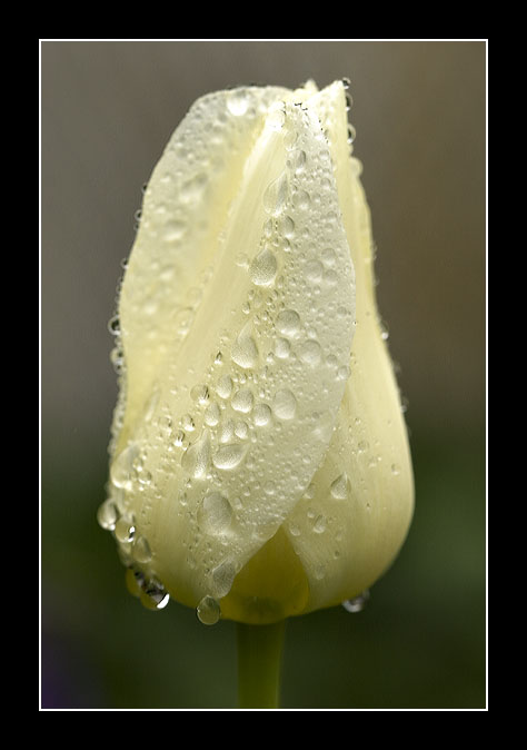 Tulip in Rain