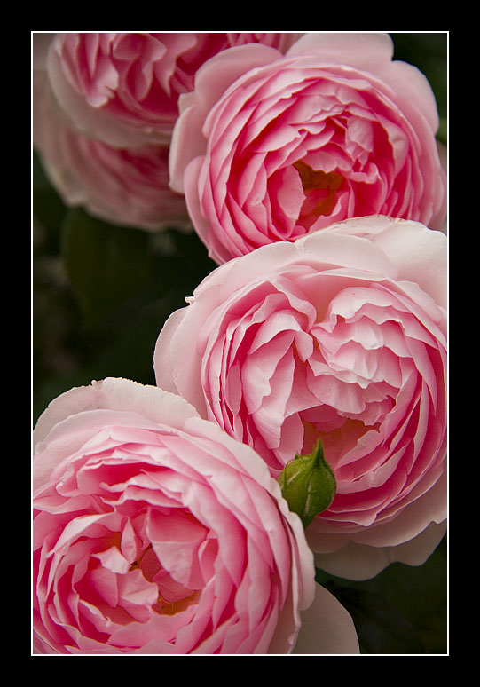Roses and a Rose Bud