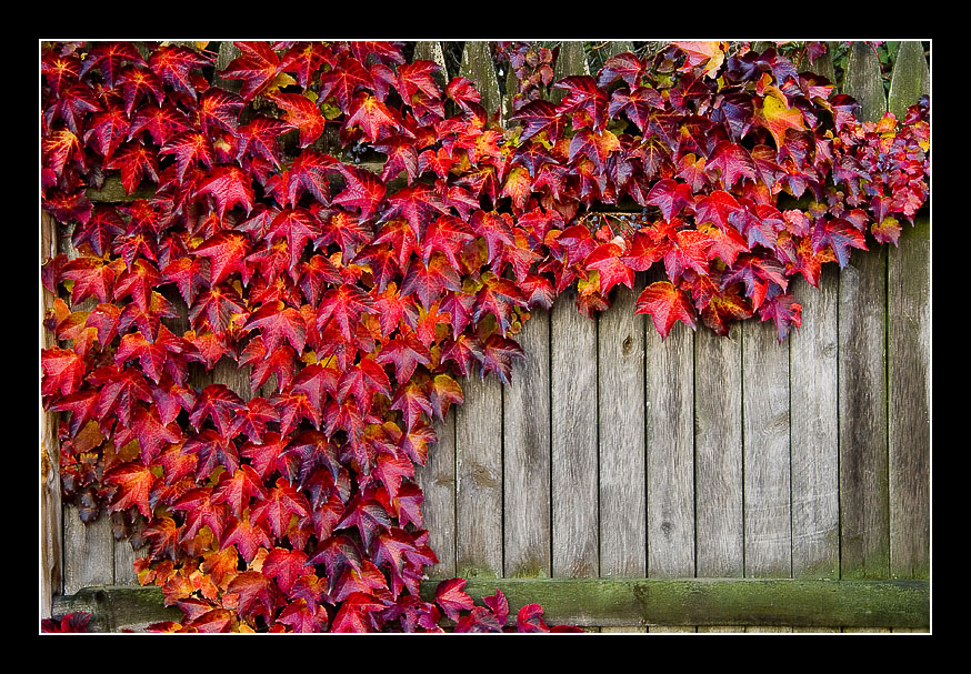 Last Color of the Fall