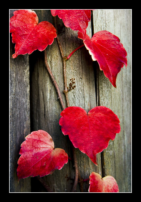Leaves on a Fence
