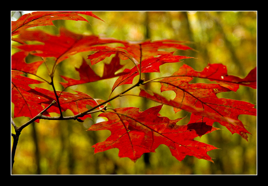 Blood Red