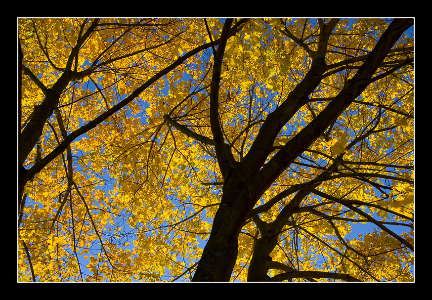 Reaching for the Sky