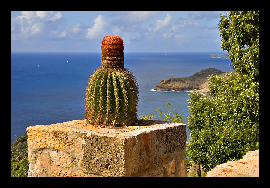 Cactus