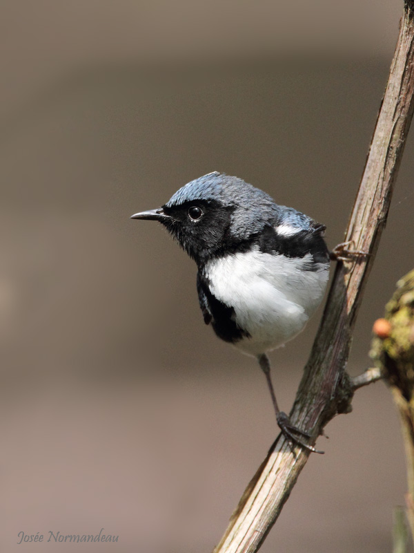 paruline bleue2 7254.jpg