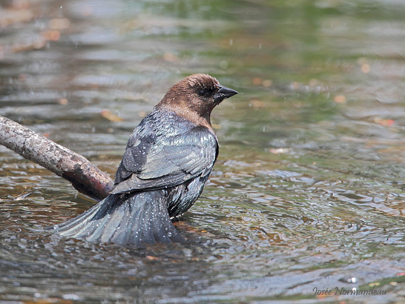 vacher au bain2 7305.jpg