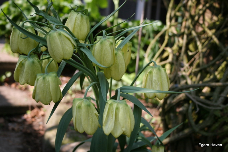 Fritillaria palladiflora