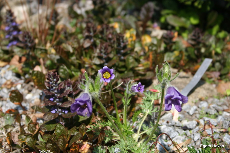 Pulsatilla turczaninovi