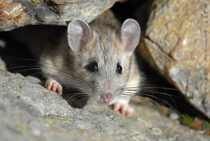 Bushy-tailed Woodrat