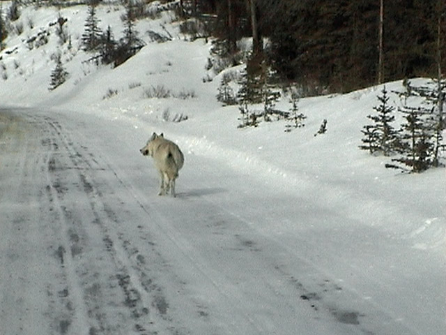 Medicine Lake Wolf Pack