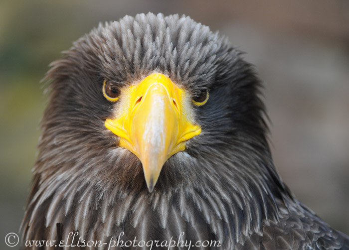 Stellers Sea Eagle