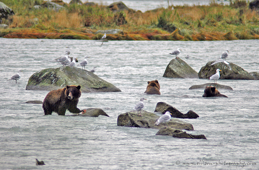 Grizzly Bear sow and cubs at Chilkoot River