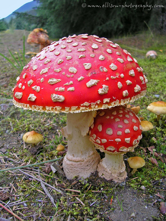 Fly agaric