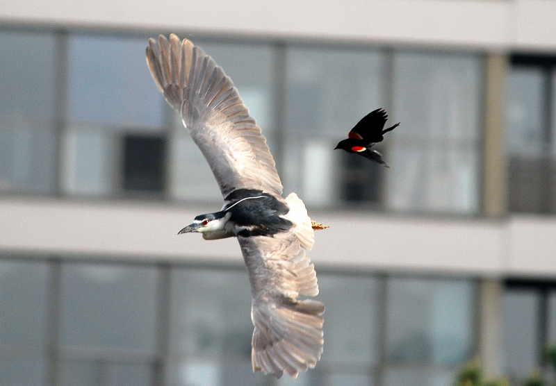 Red Wing Blackbird at it again!