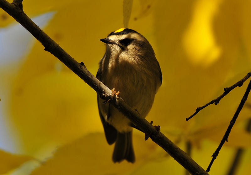 Golden Crowned Kinglet