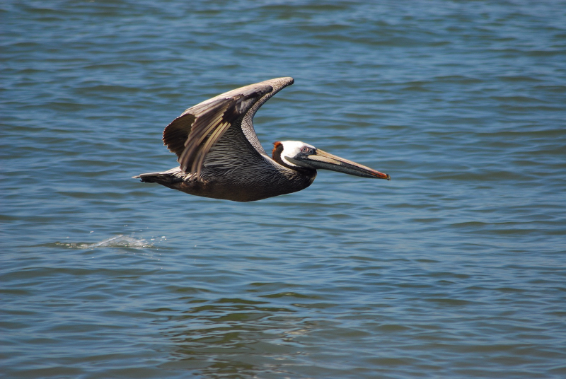 Brown Pelican