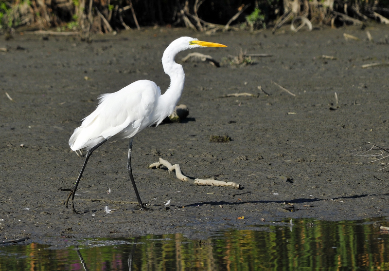 Great Egret