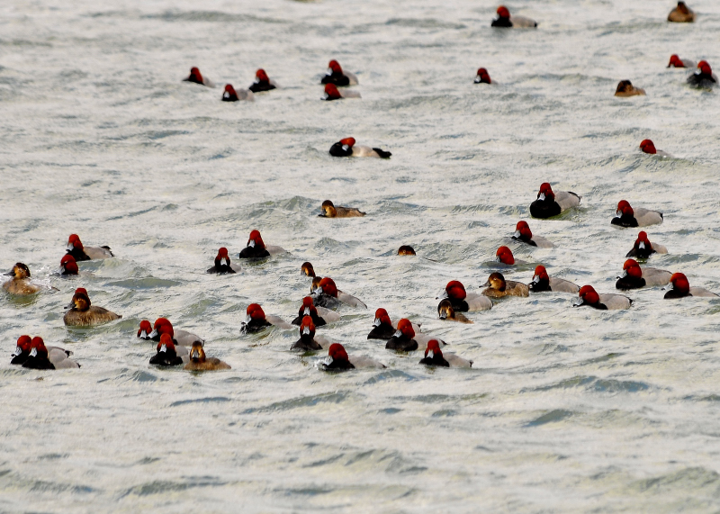 Redhead Ducks