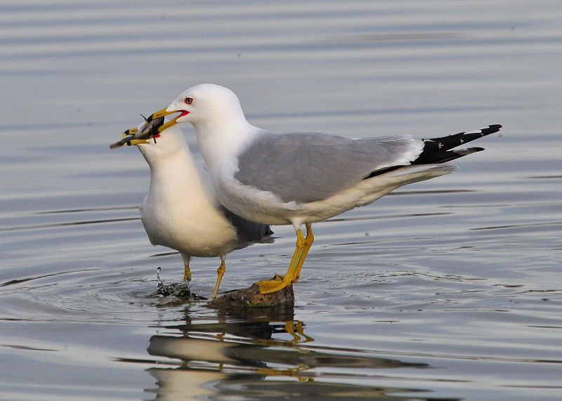 Sharing