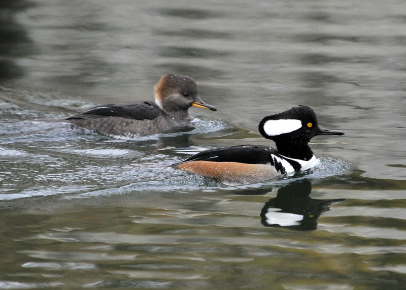 Hooded Merganser Pair